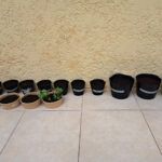 Setzlinge in Töpfen