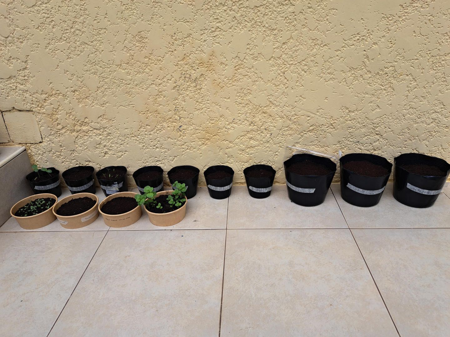 Setzlinge in Töpfen